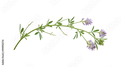 Photos Delicate green leafy branch with small purple flowers isolated on white backgrou