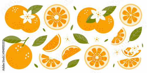 Stylized illustration of oranges orange slices blossoms and green leaves