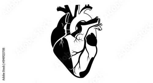 Anatomical Heart Illustration - A Detailed Black and White Depiction.