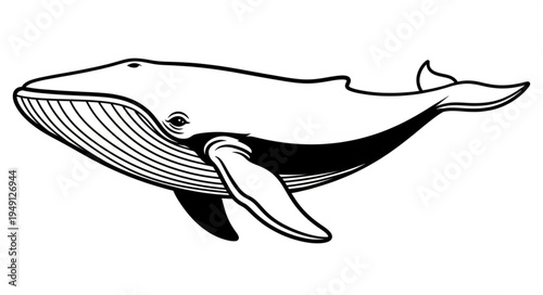 Detailed Line Art of a Humpback Whale Swimming.