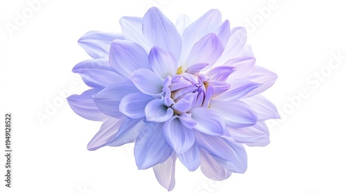 calyx. Light blue dahlia flower closeup on pure white background showing detailed petal texture. gardening catalogs, home-decor guides, designed for home decor and floral branding, celebrates nature.