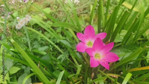 The lily flower is a symbol of elegance and captivating beauty.