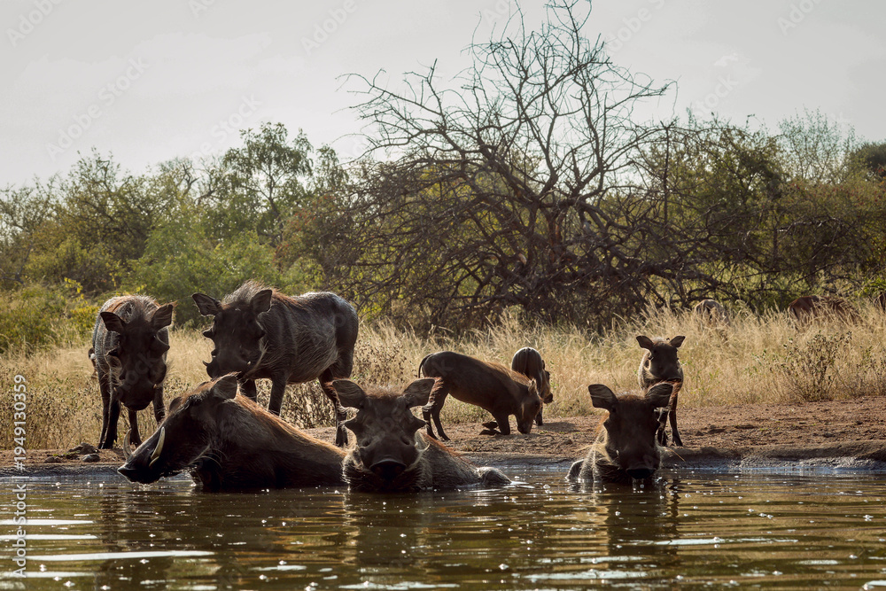 Fototapeta premium Common warthog family bathing in waterhole front view in greater Kruger National park, South Africa ; Specie Phacochoerus africanus family of Suidae