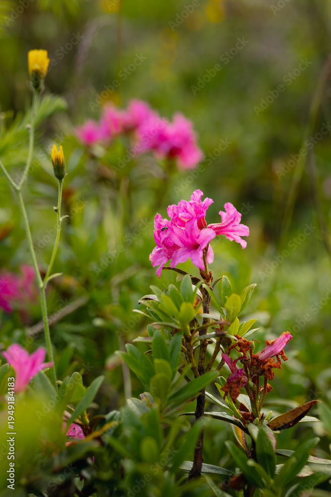 Obraz premium Alpine rhododendron pink blooming spring mountain alps alpine flora wildflowers hiking trekking nature natural beauty mountain tourism seasonal