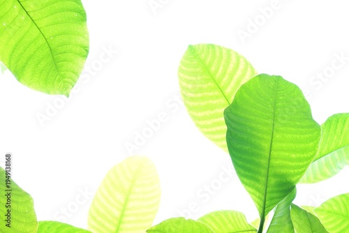 A tropical tree with leaves branches on white isolated background for green foliage backdrop 
