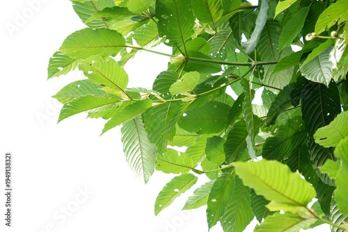 Kratom leaves with branches on white isolated background for green foliage backdrop