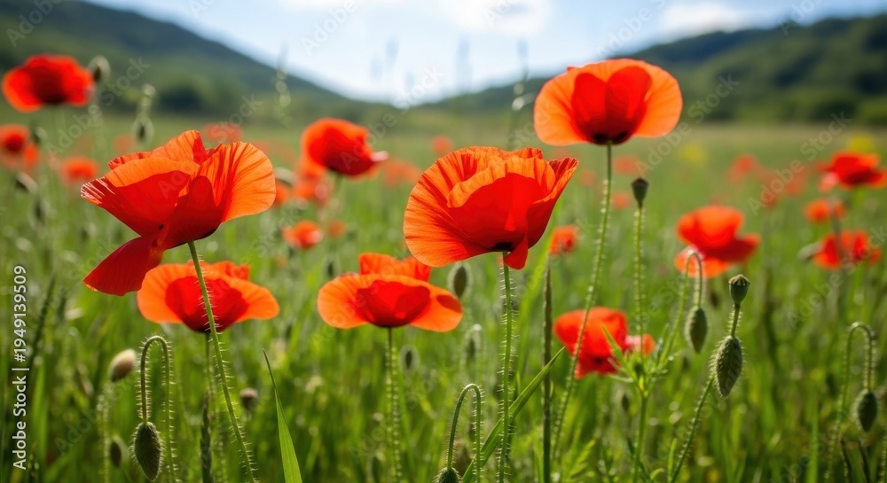 Fototapeta premium Scarlet Red Poppies in a Sunlit Meadow