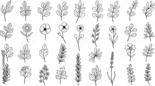A collection of 20 different plant species illustrated in black and white isolated on transparent background