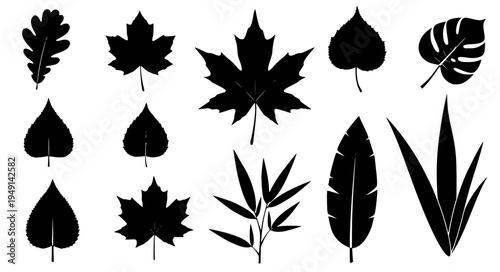 Tree and Plant Leaf Silhouette Collection Featuring Oak Maple Birch Bamboo and Tropical Leaves