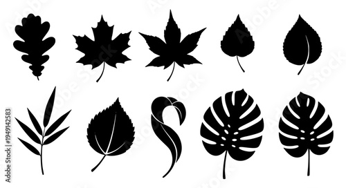 Botanical Leaf Shape Set Showing Oak Maple Birch Bamboo and Tropical Plant Leaves