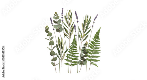 Botanical illustration of ferns and lavender isolated on transparent background