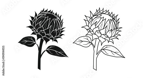 Two sunflower heads and leaves in a striking black silhouette