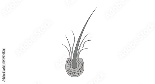 A detailed grey-toned cross-section diagram illustrates a single hair follicle, showing the hair shaft and surrounding cellular structures.