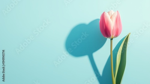 Pink Tulip on Blue Background With Clear Shadow in Bright Light During Midday