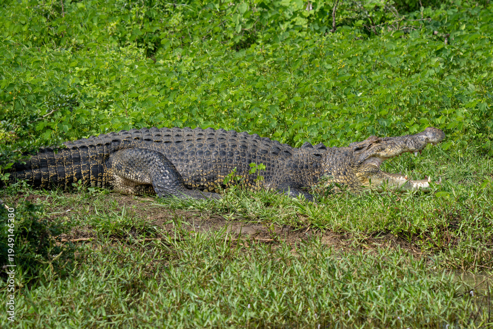 Fototapeta premium Mugger Crocodile (Crocodylus palustris) basking on the banks of a Sri Lankan river.