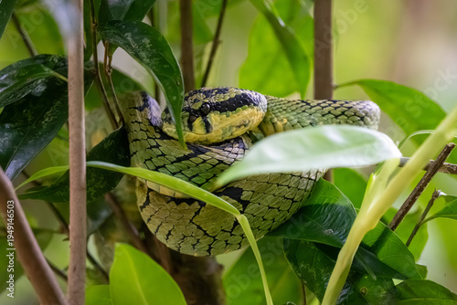 Venomous Sri Lankan Pit Viper (Trimeresurus trigonocephalus) on a branch. [ENDEMIC]