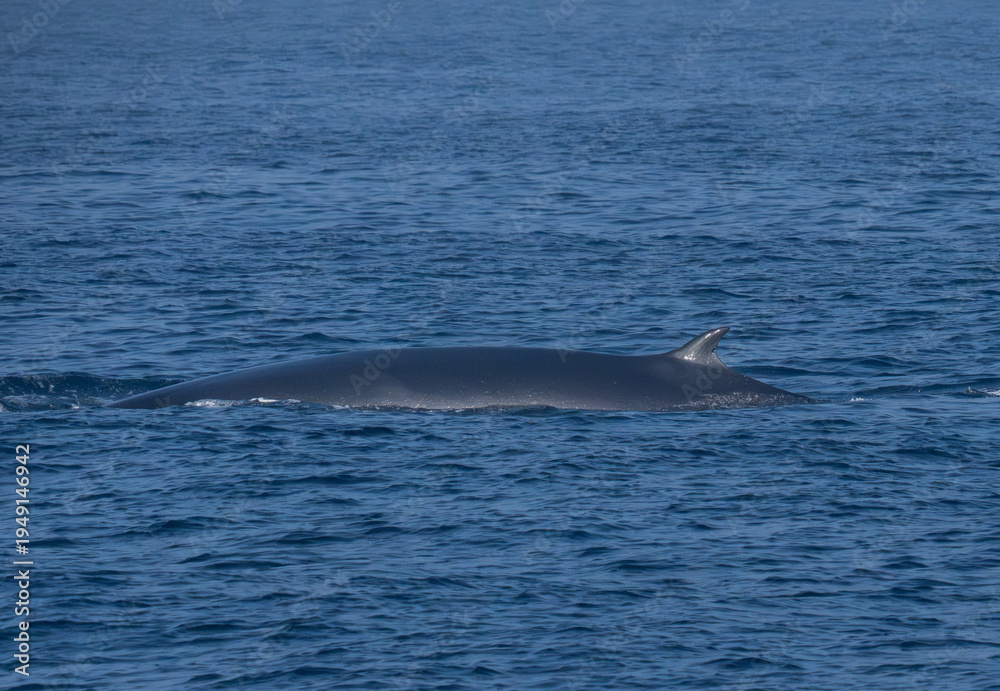 Fototapeta premium A Bryde's Whale (Balaenoptera edeni) surfacing in the Indian Ocean off Mirissa.