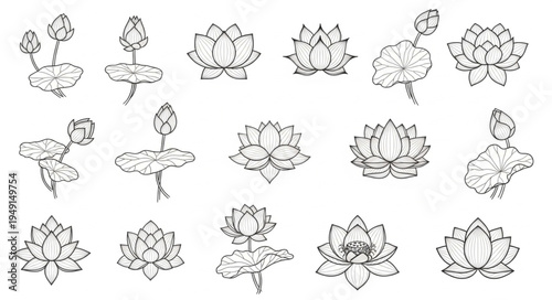 Collection of Hand-Drawn Lotus Flower Illustrations in Black and White.