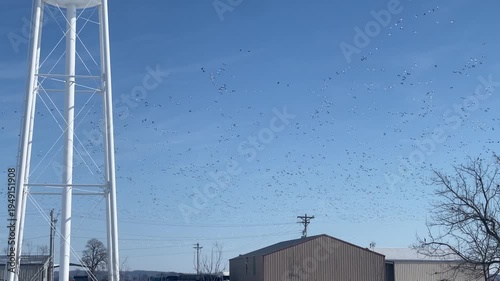 Huge Swarm of Birds Western TN, USA