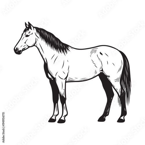 A drawing of a horse with a bridle on