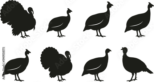 Turkey Silhouette Set with Male and Female Birds, Wild Thanksgiving Poultry Collection Black Vector Illustration Isolated on White Background
