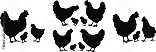 Black silhouettes of chickens and chicks arranged in groups on a white background bird poultry