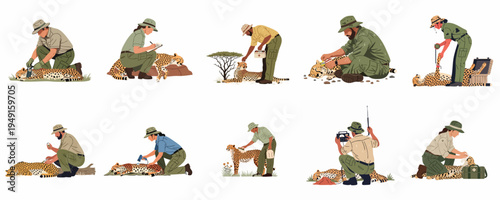 Collection of vector illustrations depicting wildlife conservationists and veterinarians examining, collaring, and tracking cheetahs in the wild for research and protection.