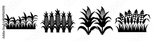 Corn plants growth stages vector illustration flat design isolated on white background scalable graphic
