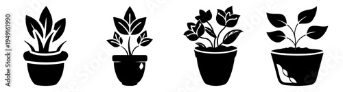 Four potted houseplants growing in black pots vector illustration flat design minimalist home decor