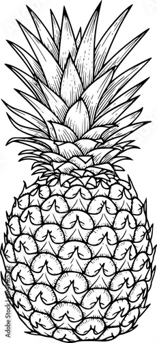 Outline drawing of pineapple with detailed texture and leaves
