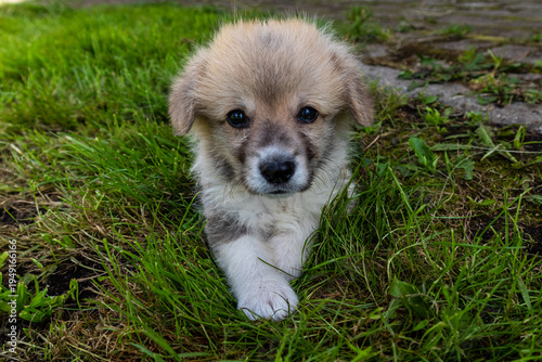 A cute Pembroke Welsh Corgi puppy lies on the grass, looking directly at the camera.