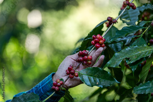 Farmer Holding Ripe Red Coffee Cherries During The Harvest Season At A Tropical Mountain Plantation