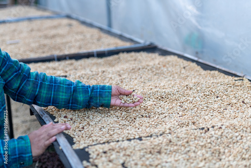 Coffee Farmer Inspecting High-quality Dried Raw Beans On Greenhouse Mesh Drying Racks For Sustainable Crop Production