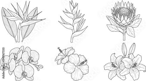 Line art: six exotic flower designs in black and white
