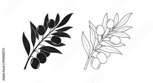 Olive branch illustrations a black and white botanical study of fruit