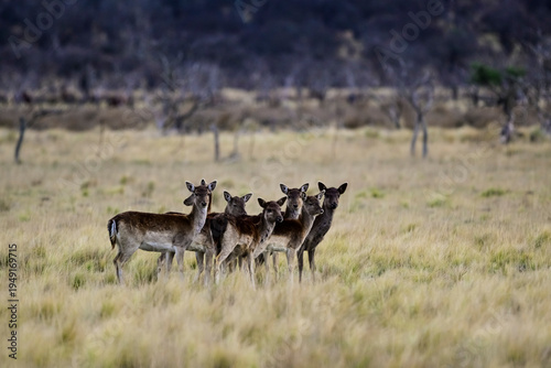 Common Fallow Deer, in Calden Forest environment, La Pampa Province,  Patagonia, Argentina.