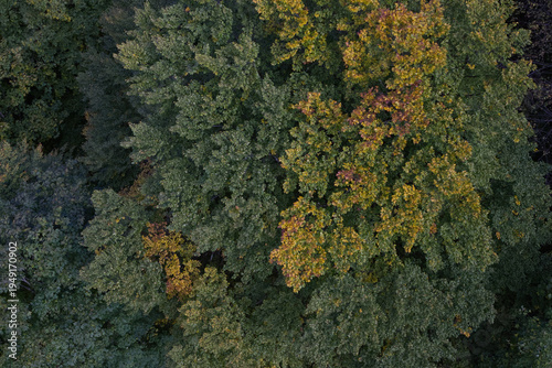Hiking in the forest autumn time 