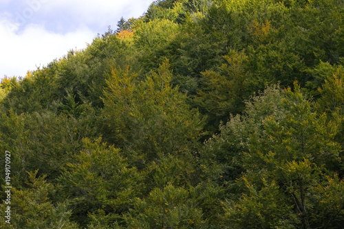 Hiking in the forest autumn time 
