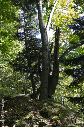 Hiking in the forest autumn time 