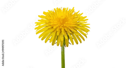 Closeup of a yellow dandelion flower.