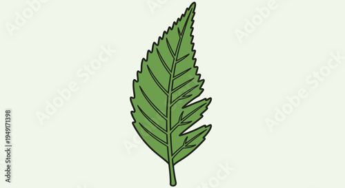 Green leaf with serrated edges closeup.