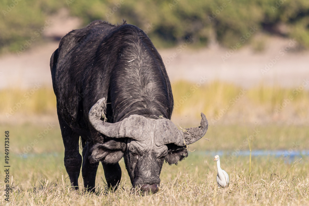 Obraz premium Botswana - Chobe National Park - African Buffalo (Syncerus caffer) Grazing with Egret