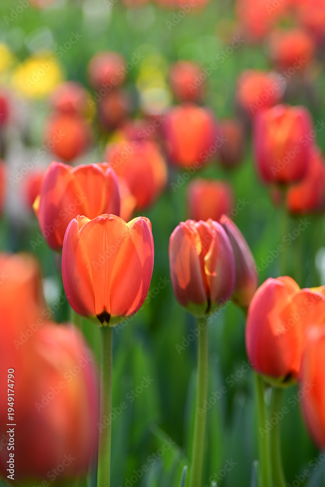 Obraz premium Tulips bloom in spring.