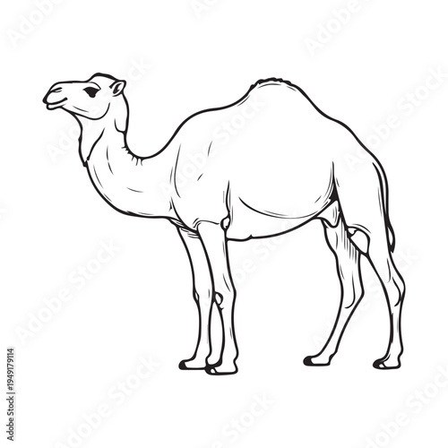 A drawing of two camels