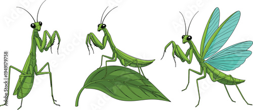 Praying mantis insect set illustration, green mantis different poses with leaf and wings, detailed nature wildlife bug collection isolated vector