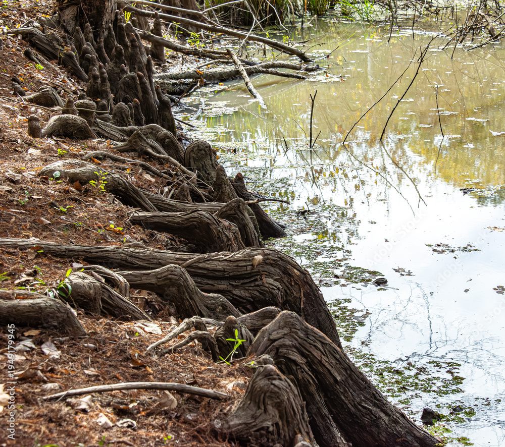 Fototapeta premium This is a natural park located in the heart of swampy landscapes.