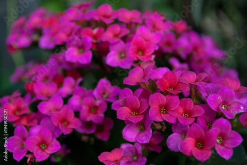 Pink Kalanchoe flowers captured close-up. The selective focus highlights the delicate petals against a softly blurred background of the same blossoms