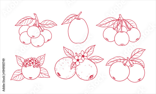 line art illustrations of various oranges and lemons with leaves