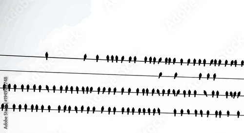 A large flock of birds perched in silhouette along multiple parallel electrical power lines today