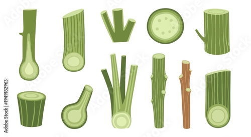 Flat Vector Green Plant Stems, Cuttings  Branches Set for Botany, Gardening  Agriculture